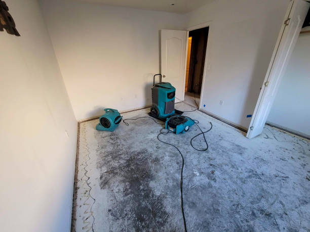 Best Mold Prevention and Remediation in USA